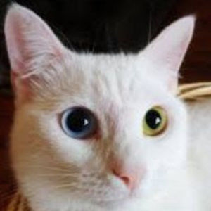 Meet your Posher, Ramon